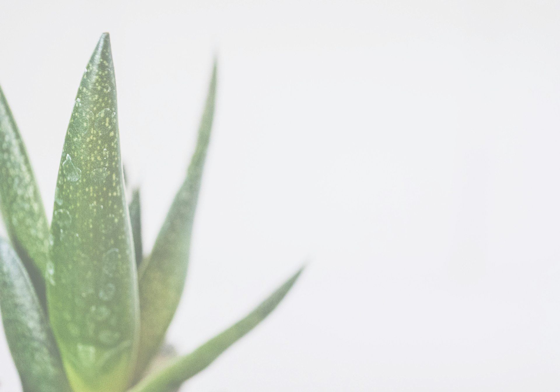 Aloe Vera Plant