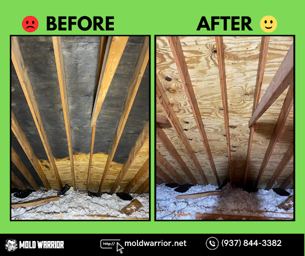 Before and after comparison of an attic ceiling with mold damage, showing the cleaned wooden beams and insulation.
