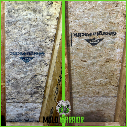 Two side-by-side wood panels; left panel covered in mold, right panel clean, both with a