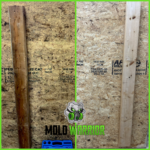Before and after mold remediation: board against wall, one dark, one clean.