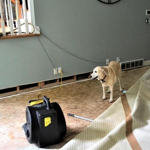 A dog watches a fan drying a room with exposed floorboards.