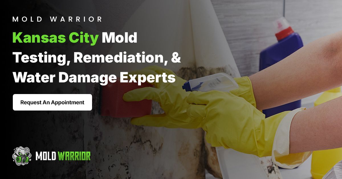 Mold Remediation Kansas City MO | Mold Testing &amp; Water Damage