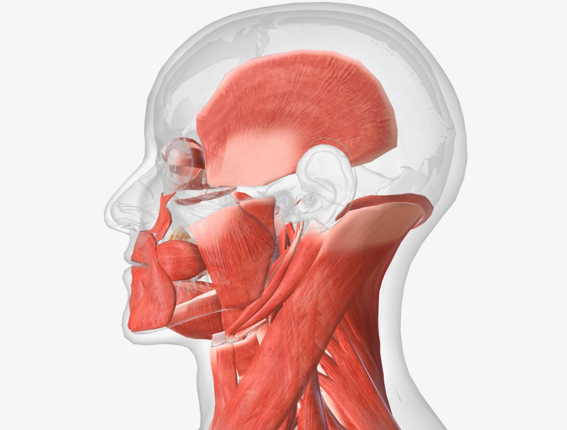 Side view of a human head showing the muscles of the head, neck, and jaw, rendered in red, with a translucent skull outline.