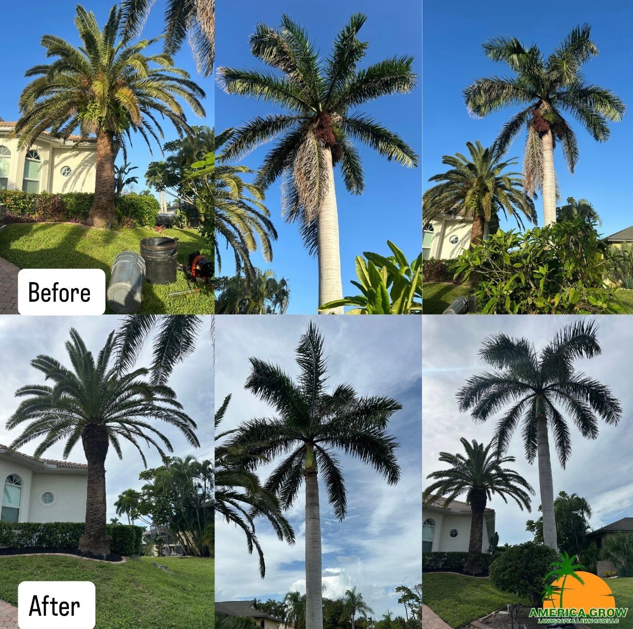 Before-and-after of palm tree trimming. One set with blue sky, another with cloudy sky.