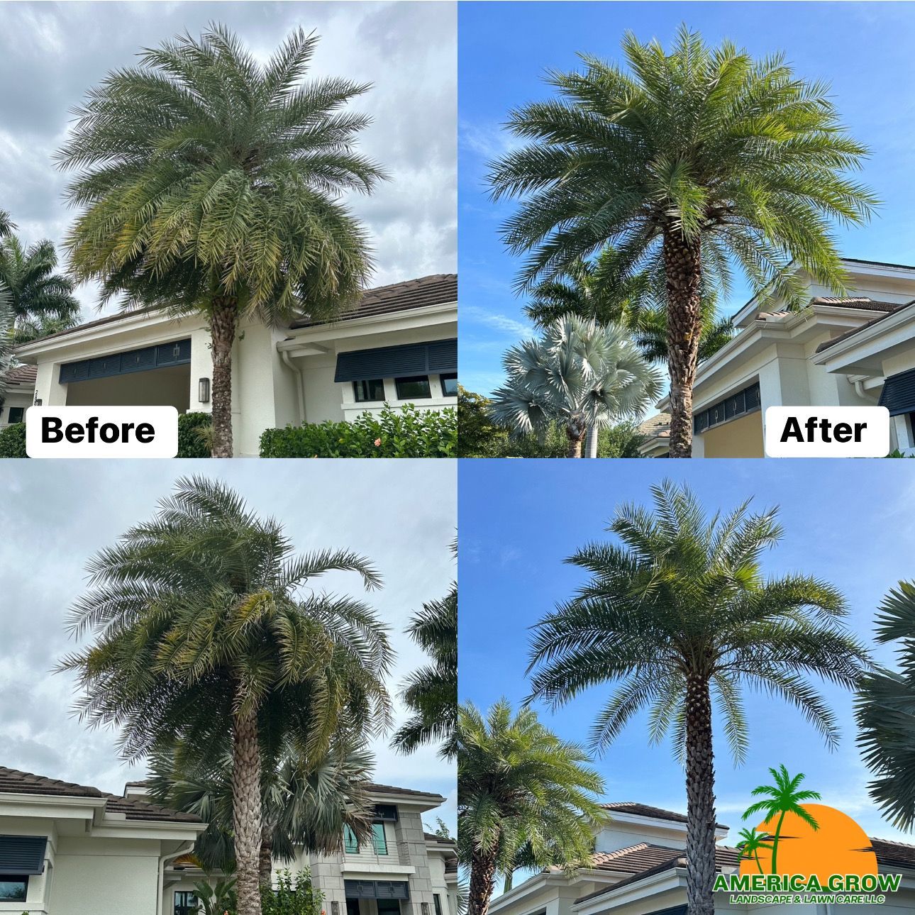 Side-by-side photos show a palm tree before and after trimming. Bright blue sky backdrop.