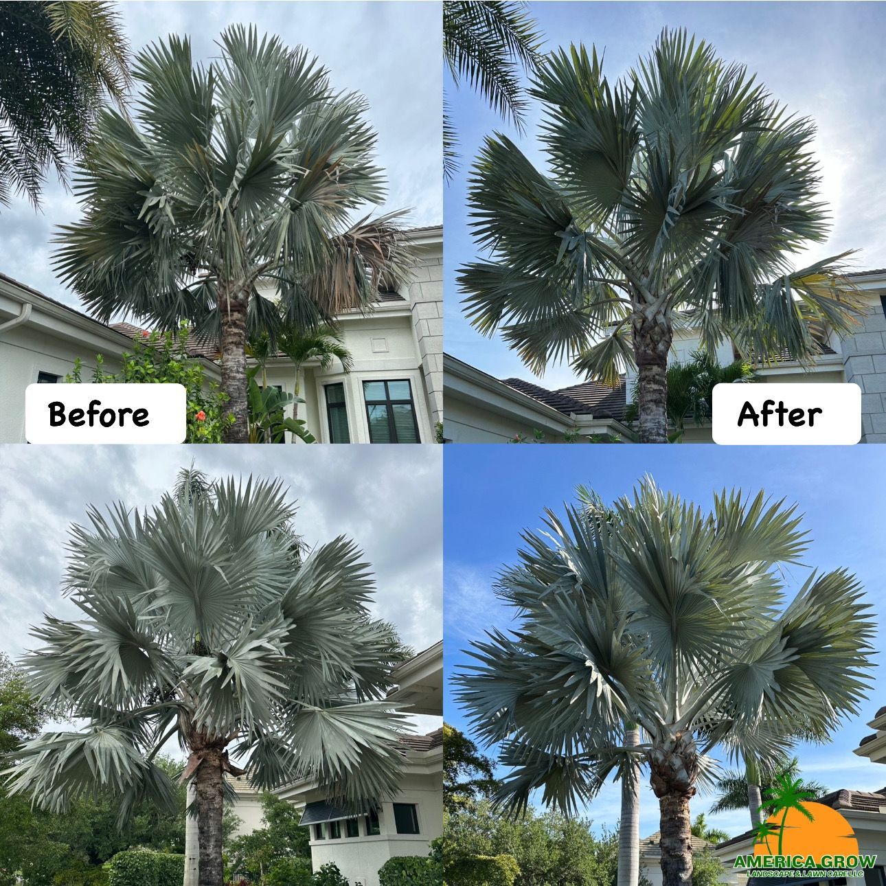 Before and after palm tree trimming. Silver leaves, sunny sky, close-up.