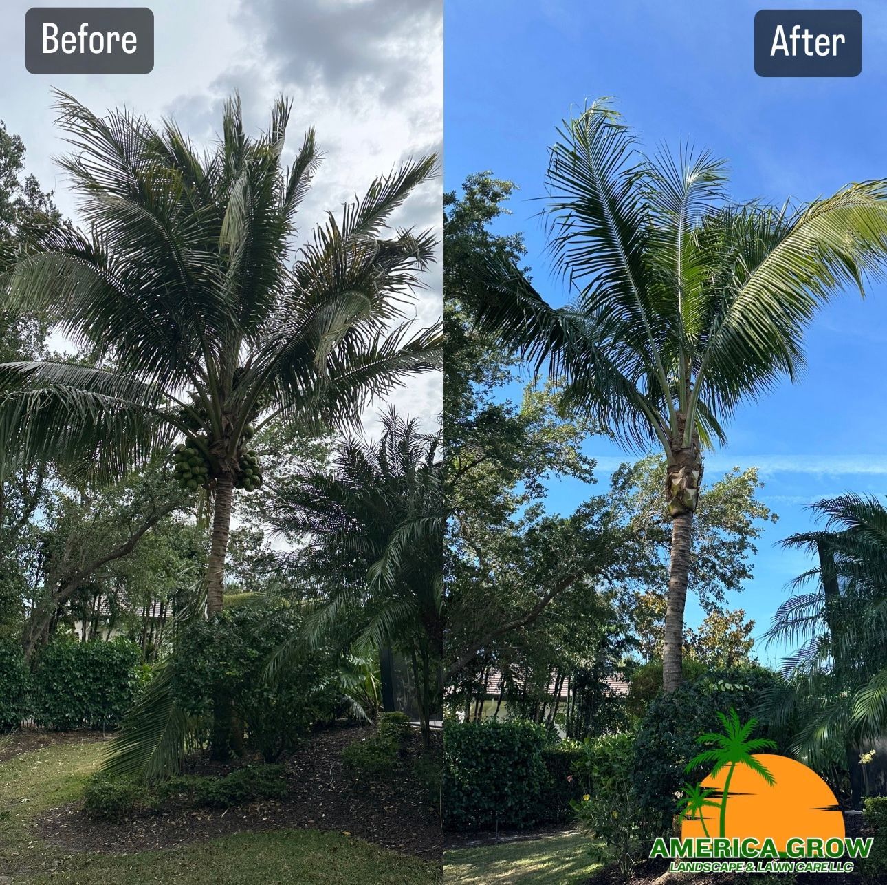 Before and after comparison of palm tree pruning; cloudy and sunny skies, green foliage.
