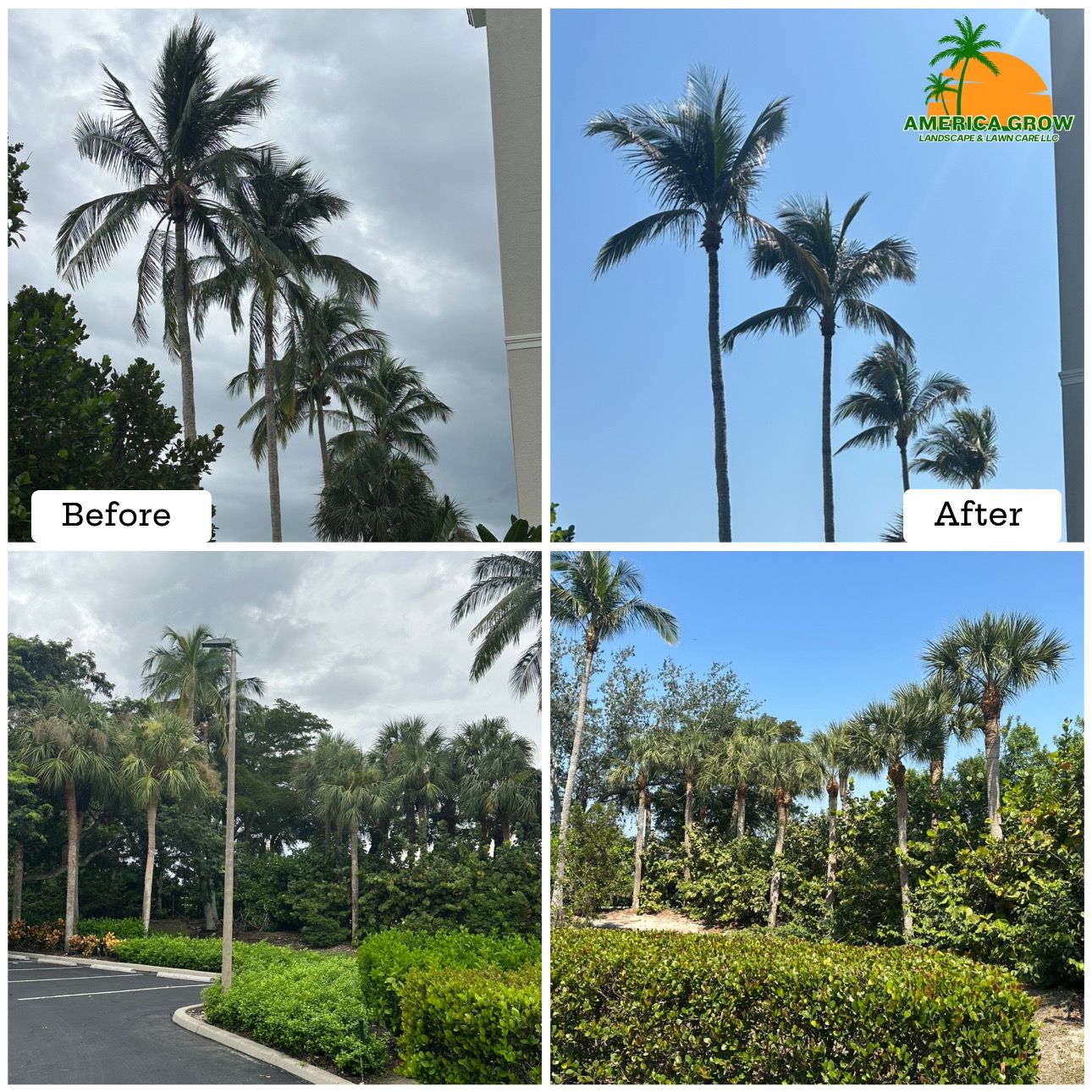 Before and after images of palm tree removal, illustrating the transformation of the yard with enhanced visibility.