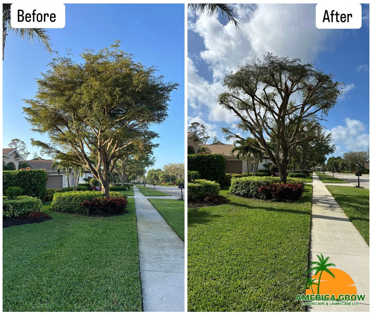 Before and after images of a tree in a residential area, showcasing its growth and changes over time.