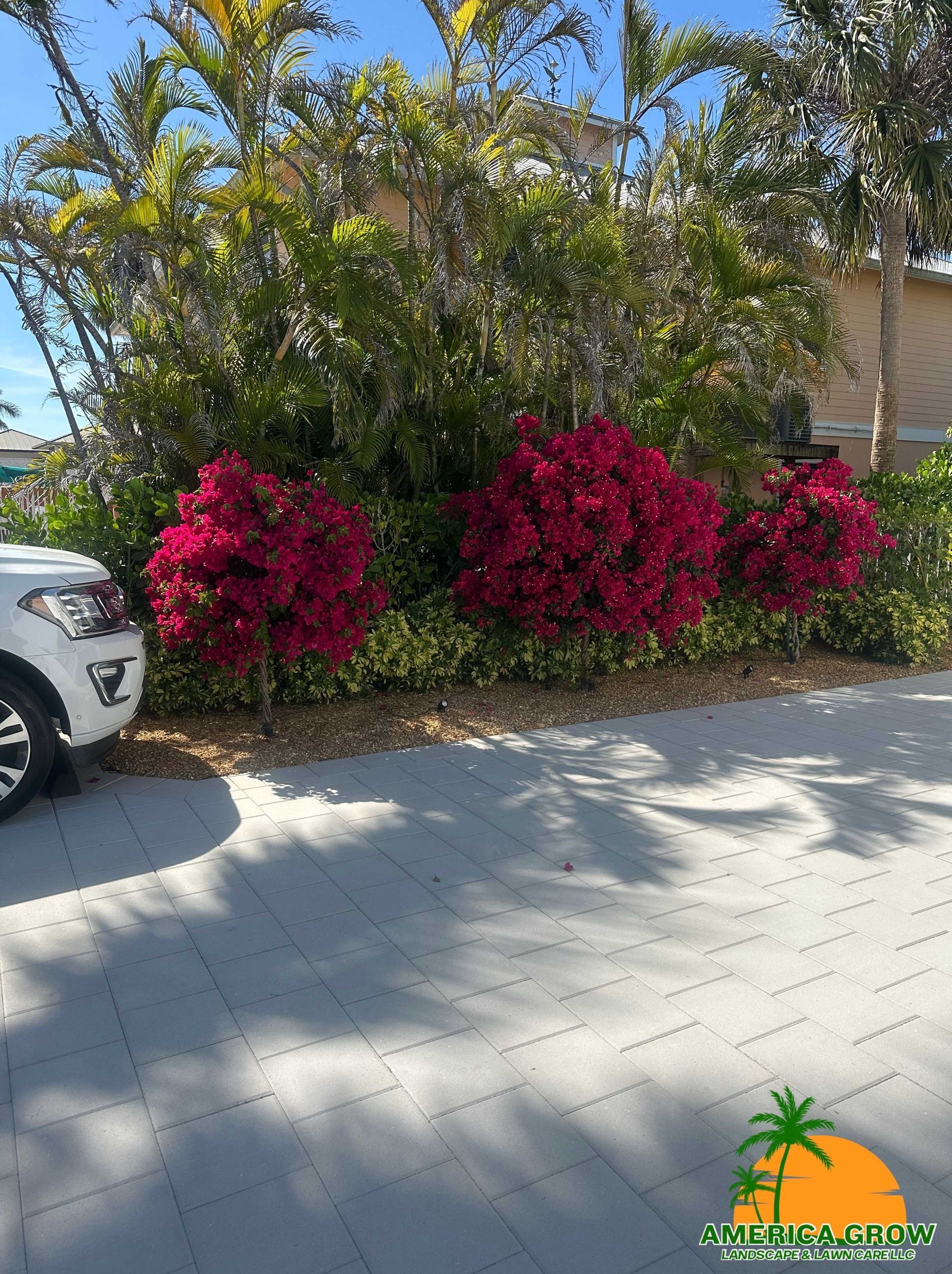 Red flowering bushes with green foliage in front of a building. Light pavement and partial car visible.