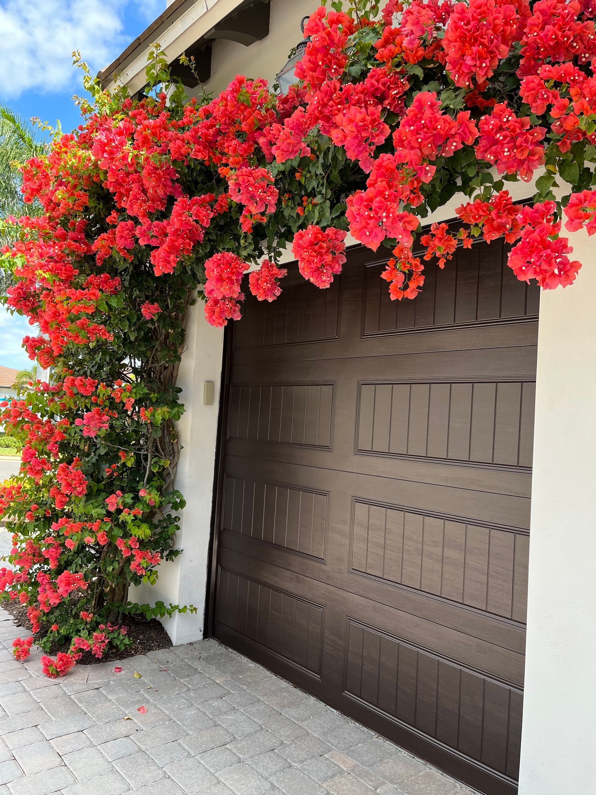 Red bougainvillea blooms cascade over a brown garage door and white wall.