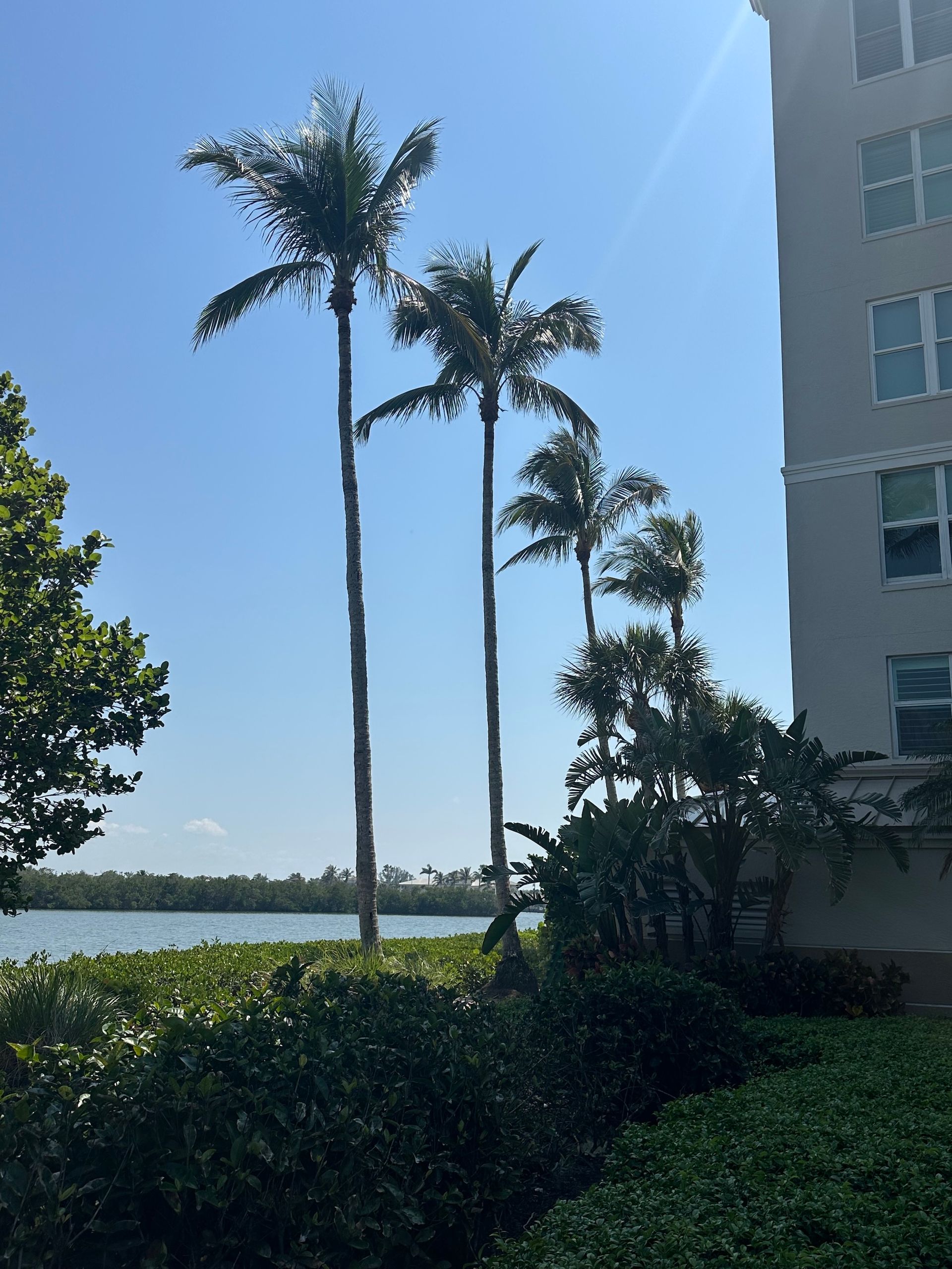 Tall palm trees stand near a body of water and a multi-story building under a blue sky.