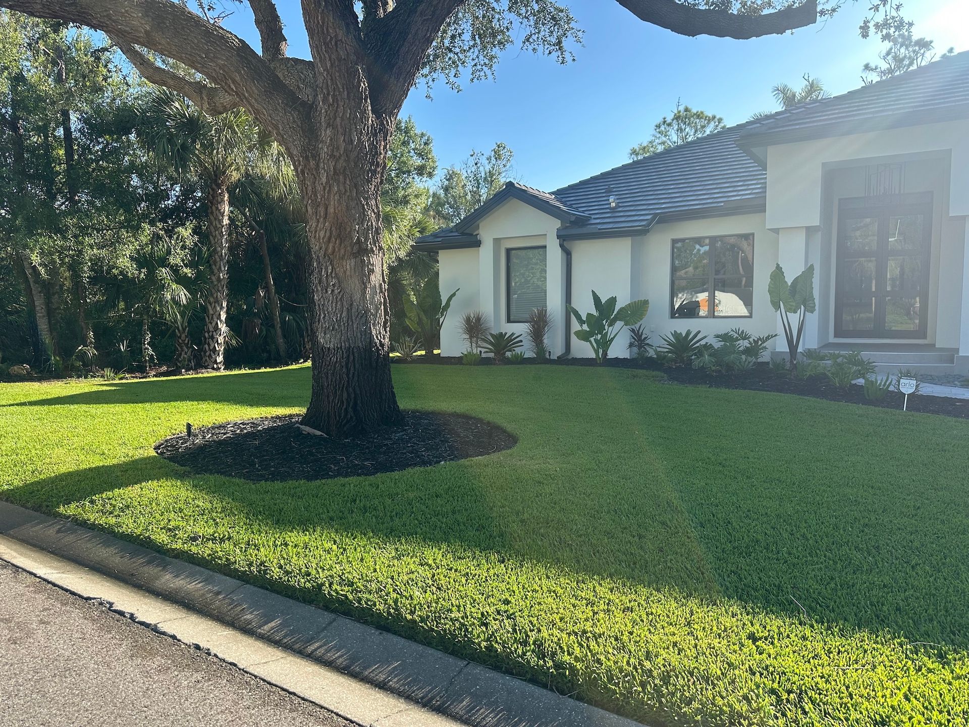 Lush green lawn in front of a white house with dark trim and a large tree.