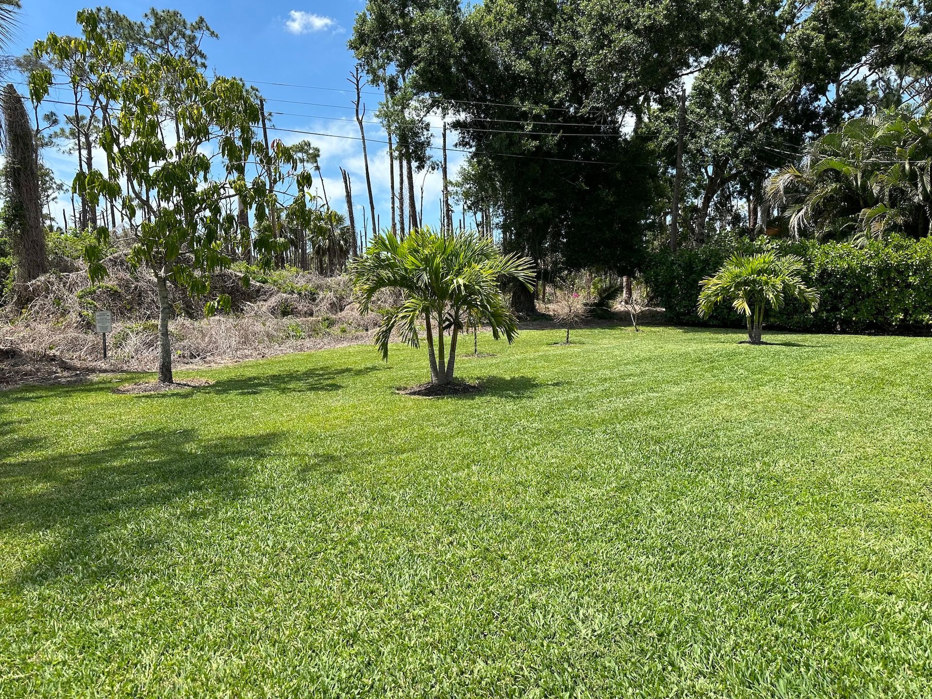Green lawn with small trees, tall trees in the background, and a bright blue sky.