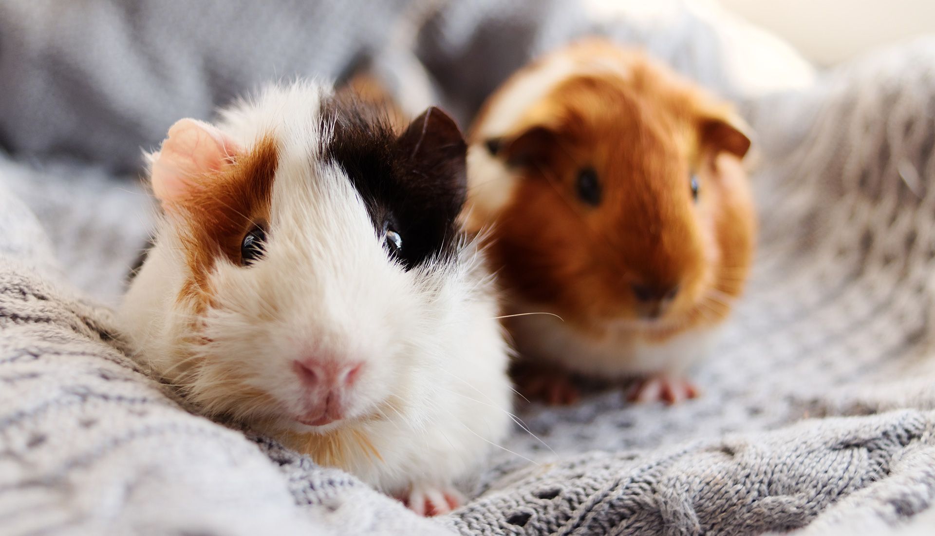 Two guinea pigs resting on a gray, knitted blanket. One is white, brown, and black; the other is brown.