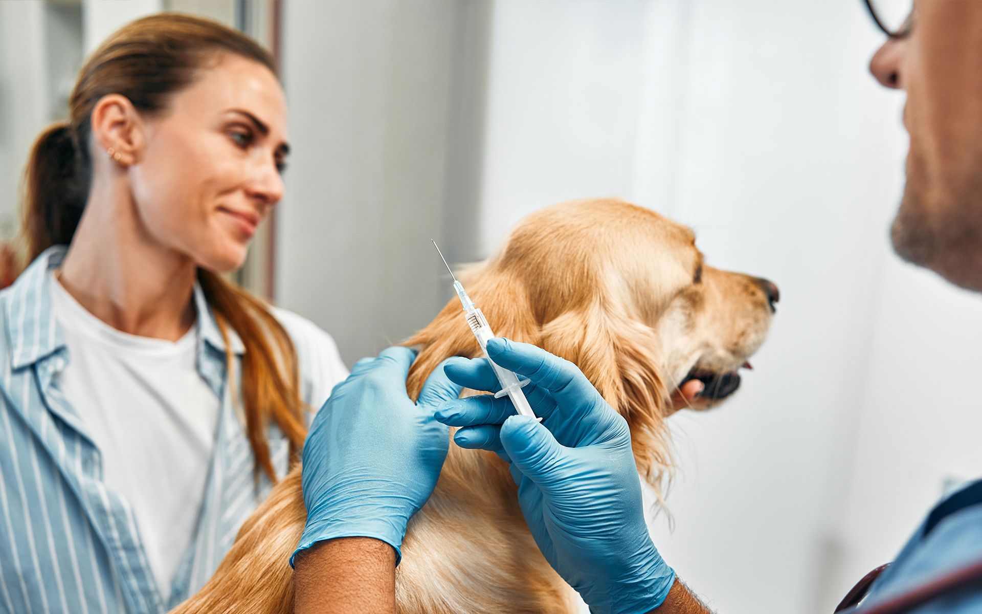 Veterinarian giving a dog a shot, owner watches calmly indoors.