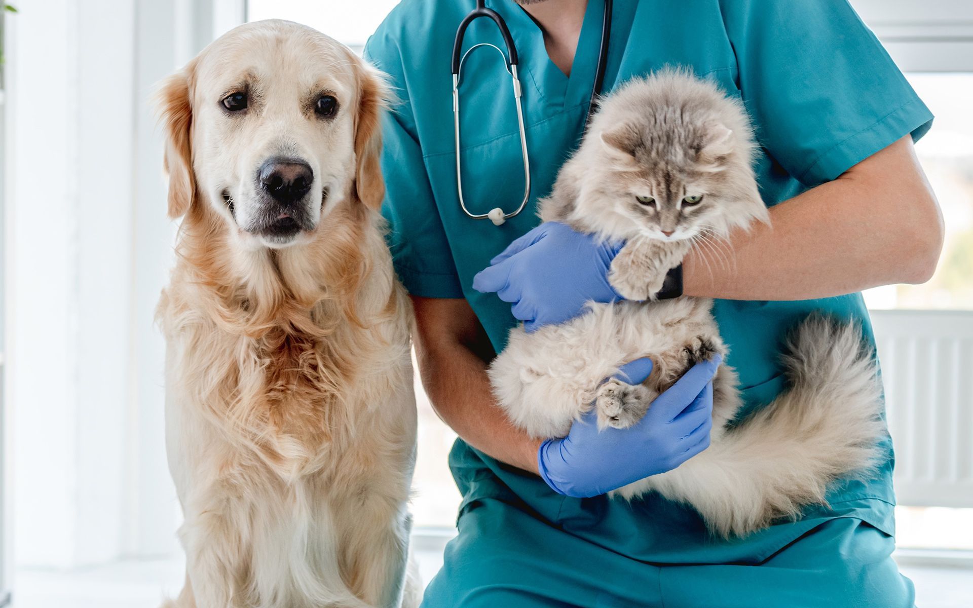 Veterinarian holding a fluffy cat, golden retriever dog beside him in a clinic.