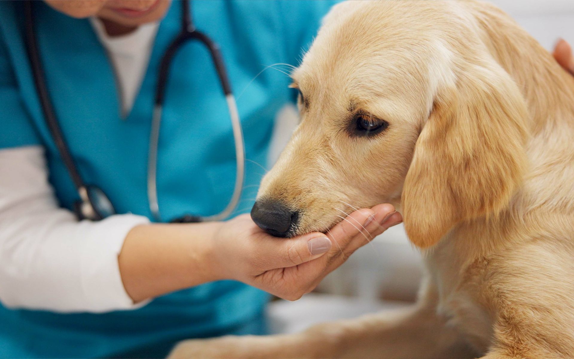 Veterinarian comforting a golden retriever, holding its face, stethoscope around neck.