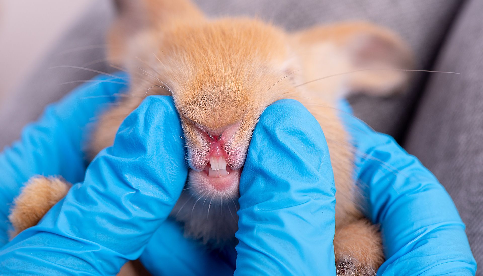 A rabbit's mouth is being examined, the teeth visible. Hands in blue gloves hold it.
