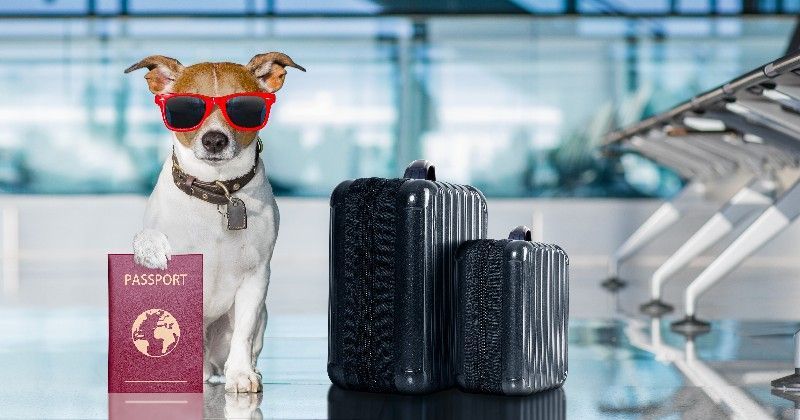 Traveling with pets on an airplane