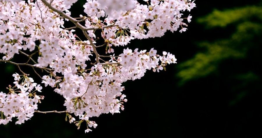 Sakura Cherry Blossoms on a tree