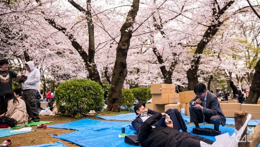 A group of people are having a picnic under cherry blossom trees.