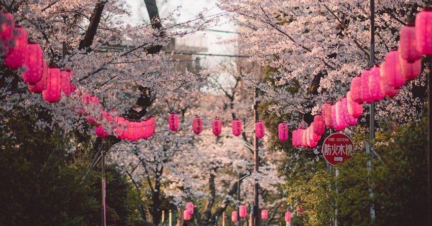 A street with cherry blossom trees and pink lanterns hanging from the trees.