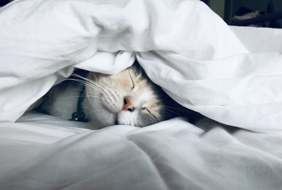 Sleeping cat tucked under white blanket, wearing a collar.