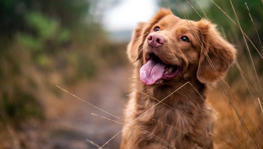 Happy brown dog with tongue out, looking up in a grassy field.