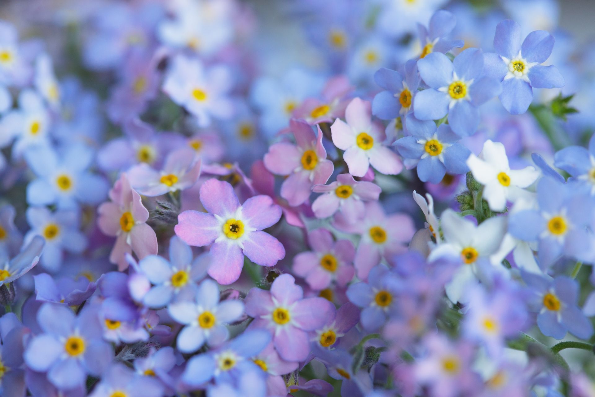 A white flower with a yellow center on a black background
