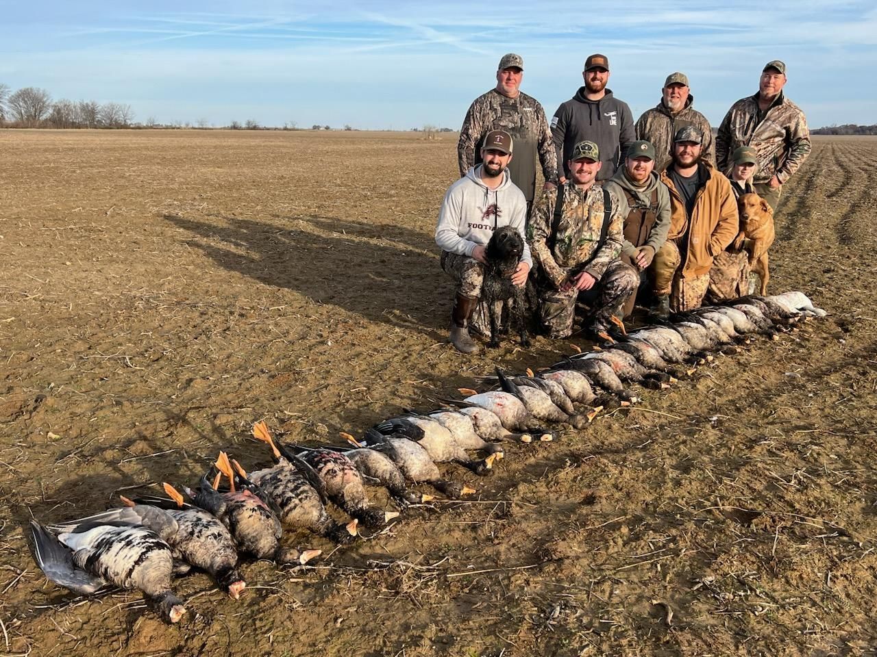 specklebelly goose hunting in Arkansas