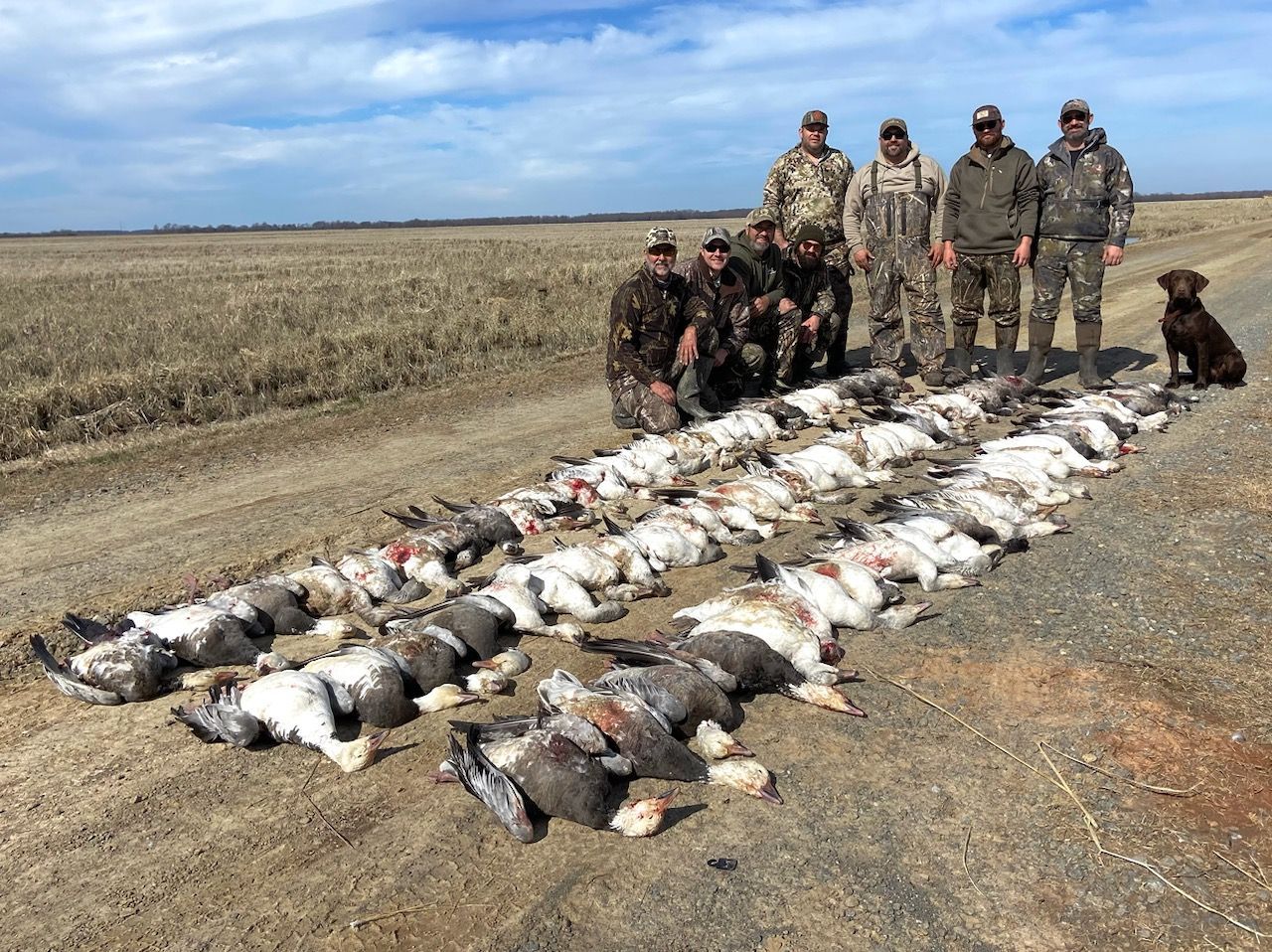 AR snow geese hunting