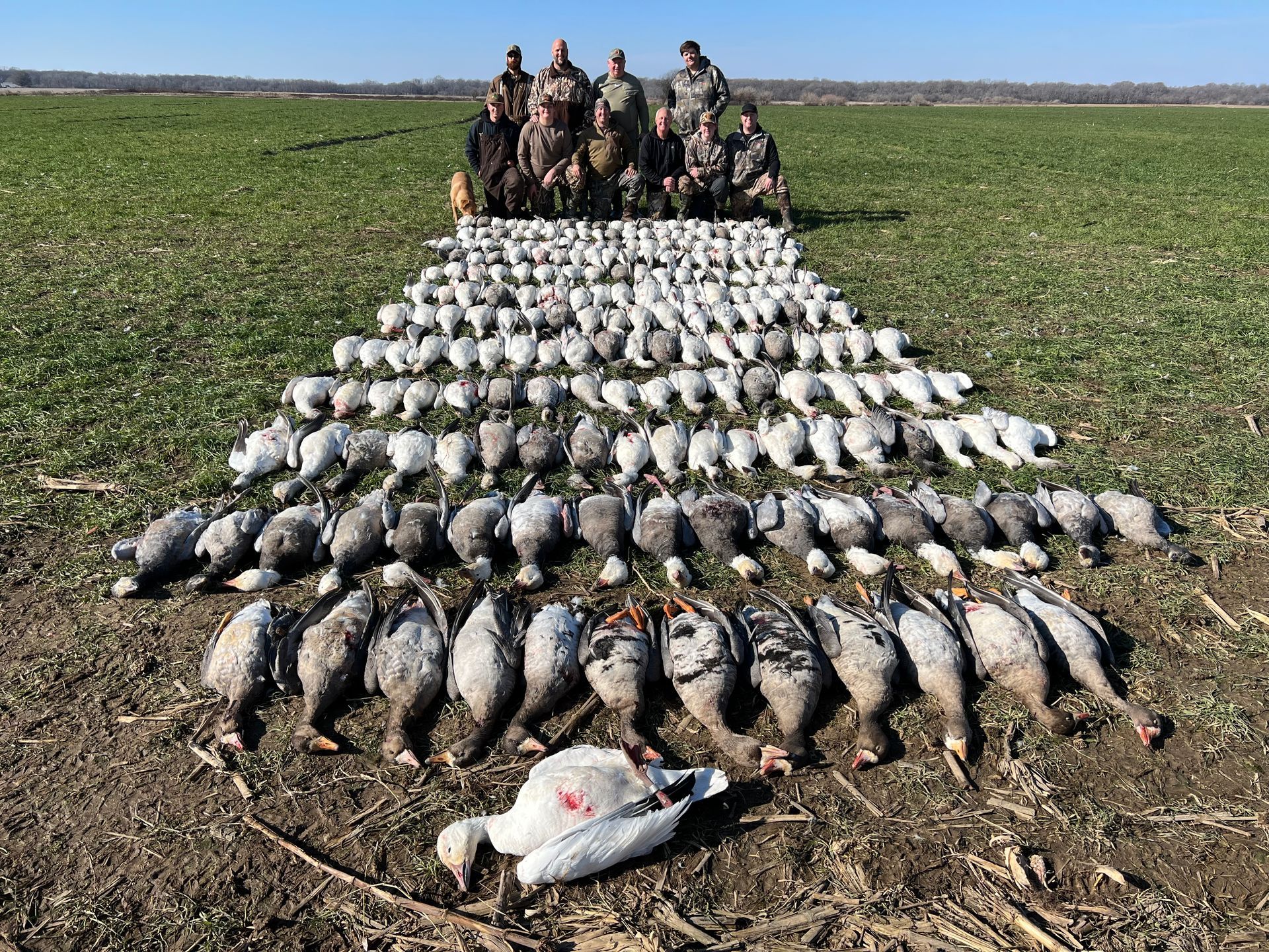 goose hunts AR