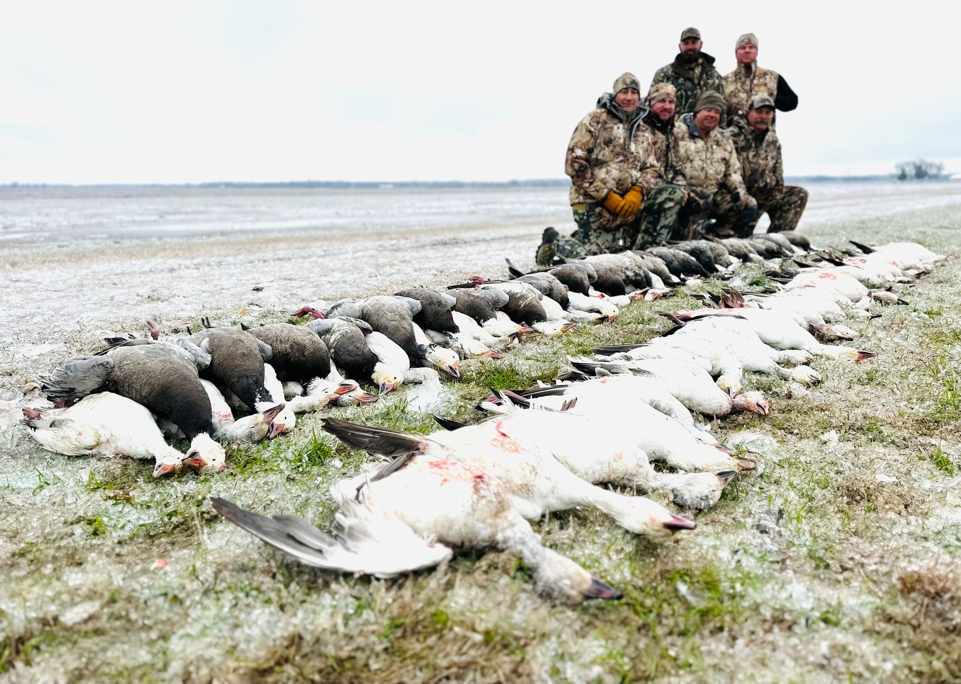 snow goose hunts AR