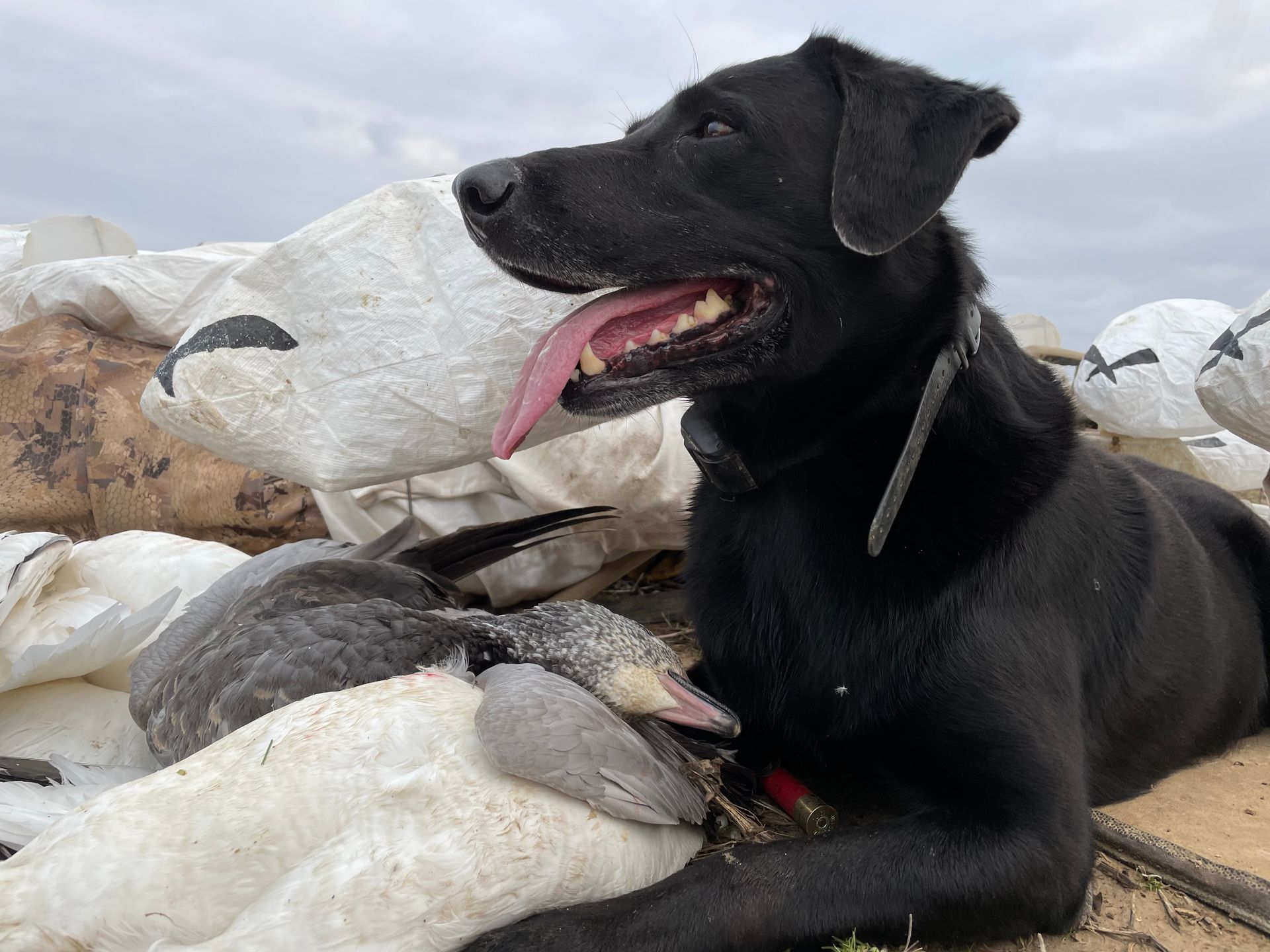 snow geese Arkansas