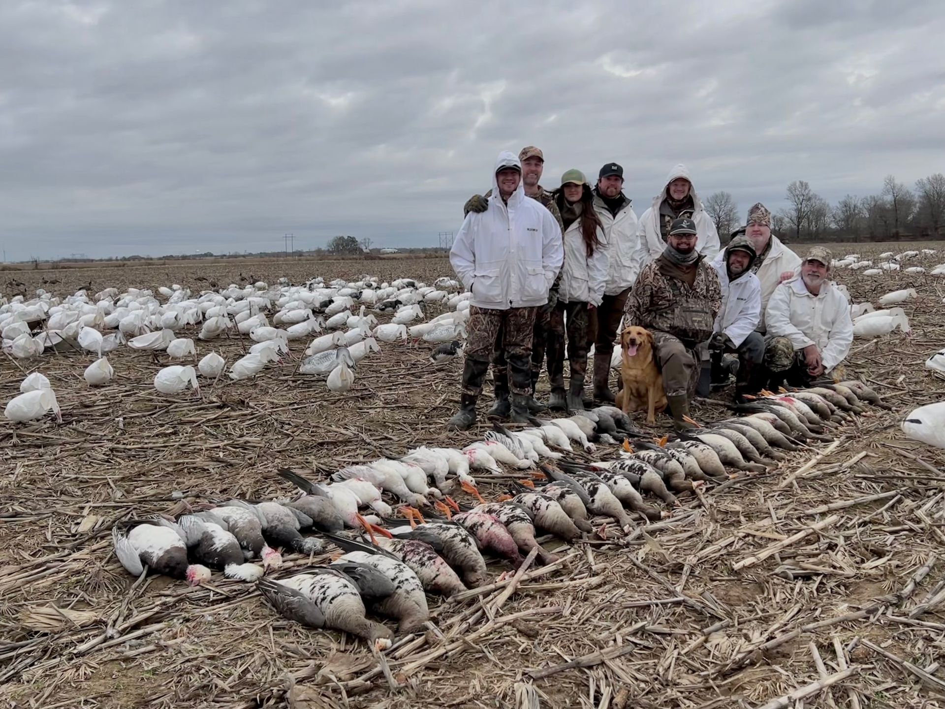 snow goose hunts AR