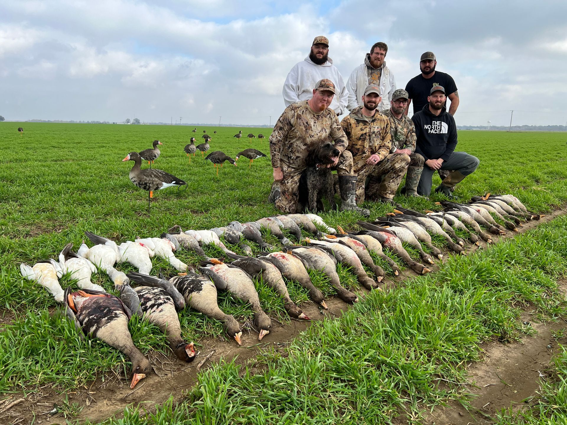specklebelly goose hunting guide