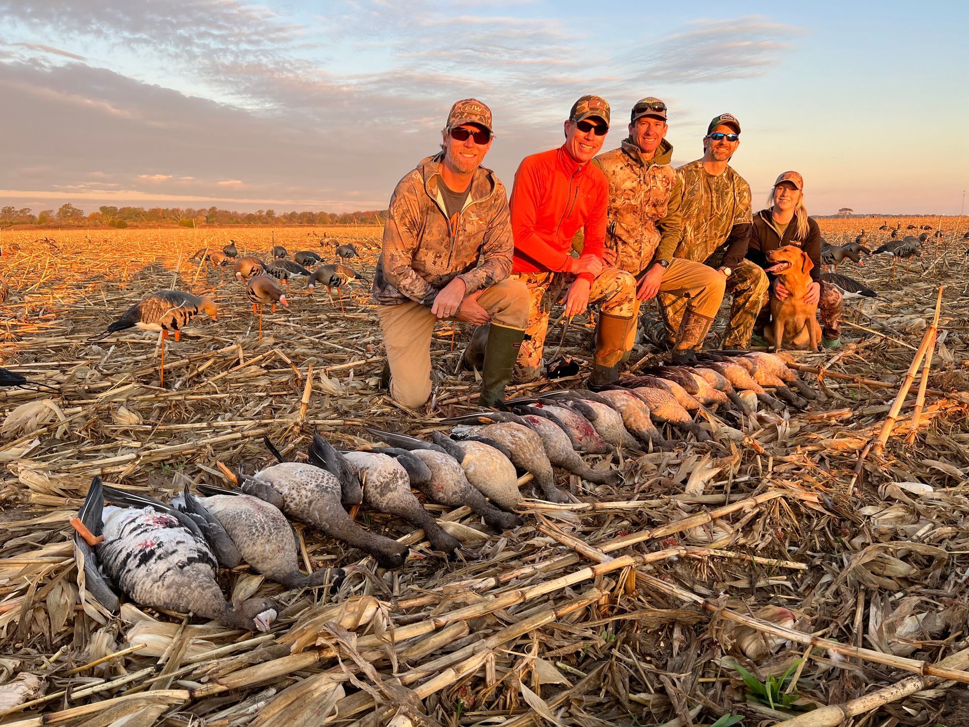 specklebelly goose hunts AR