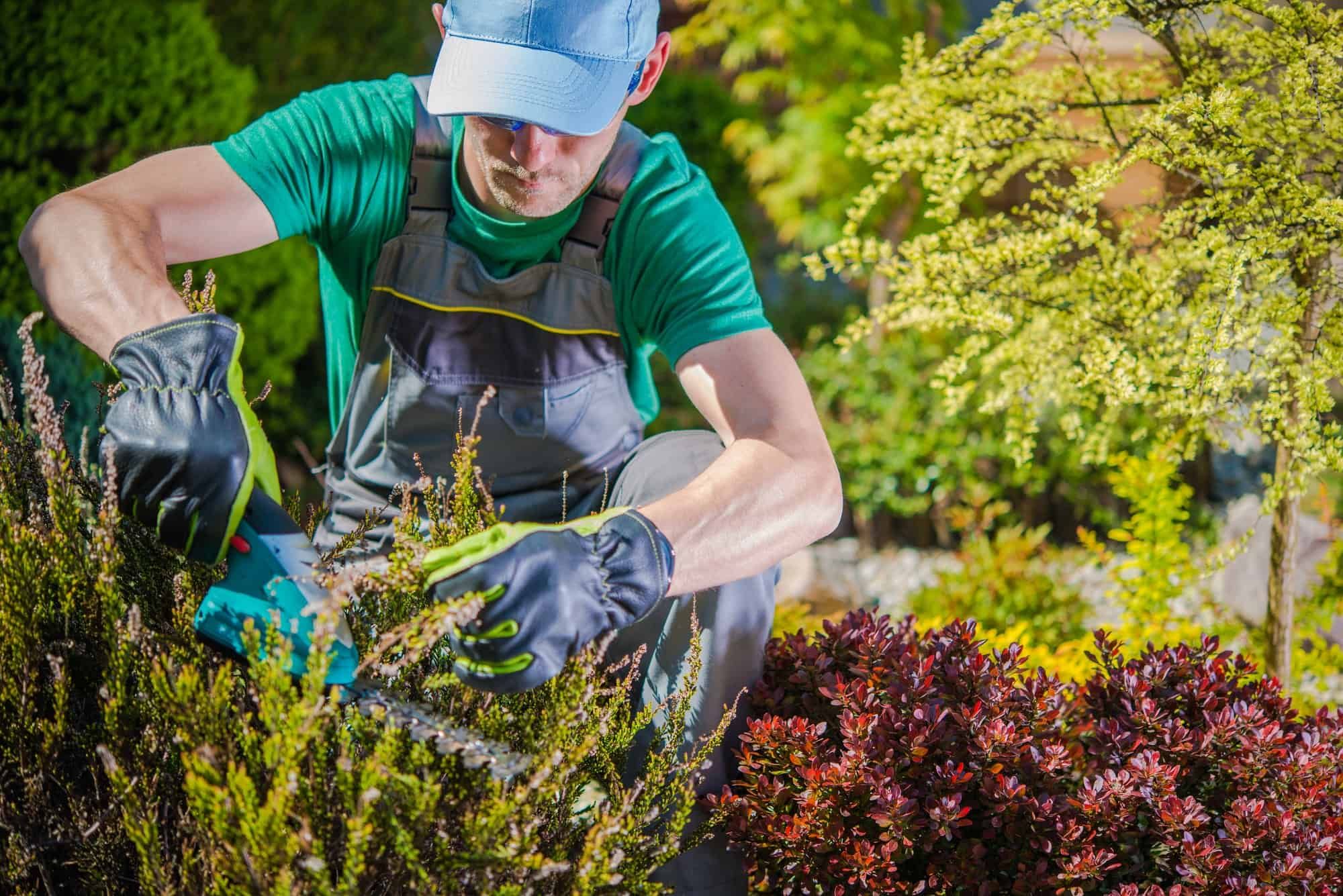 A man is cutting a bush in a garden.