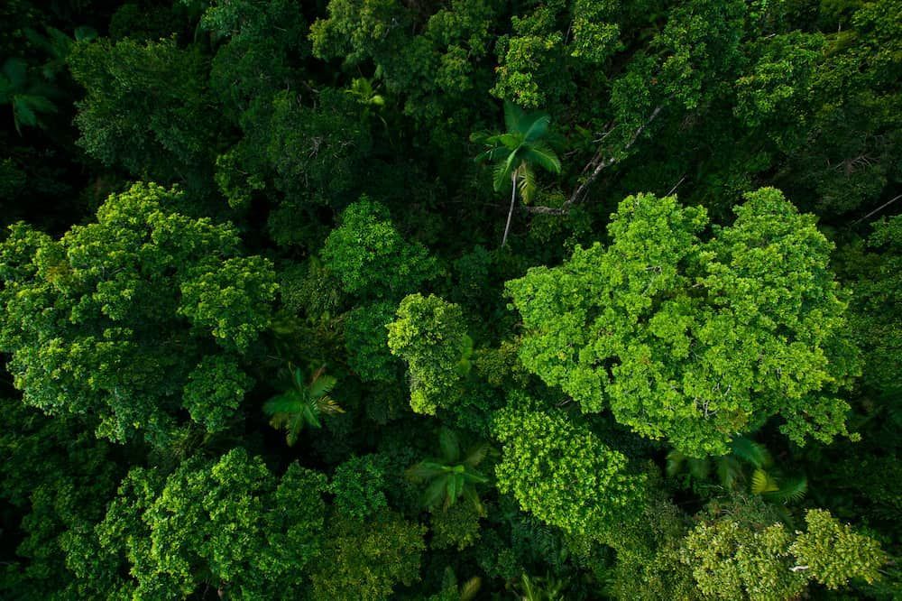 An Aerial View of a Lush Green Forest Filled With Lots of Trees — Paul Jennings in Dimbulah, QLD