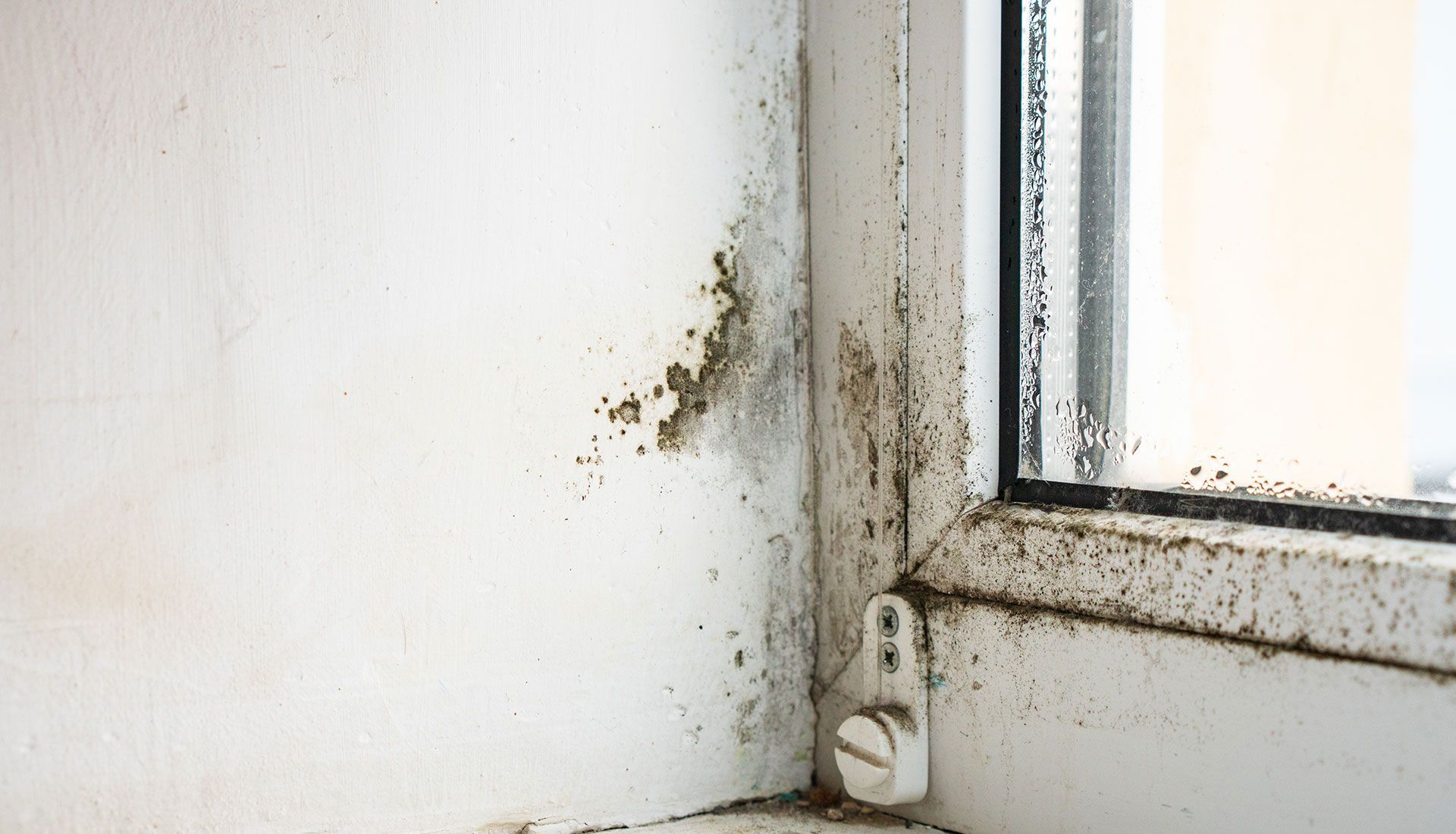 A corner of a window with mold growing on it.
