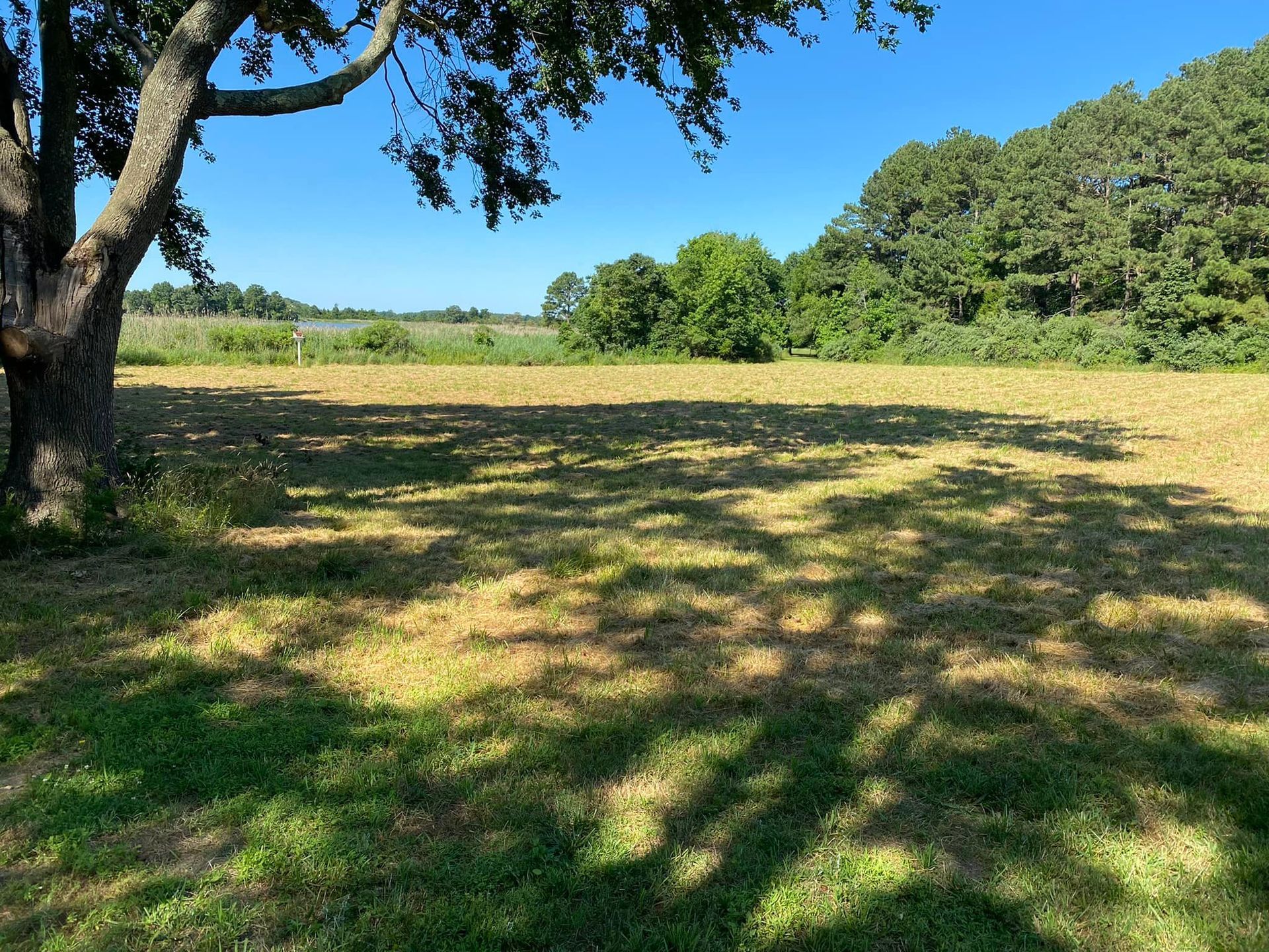 Open field under a clear blue sky, shaded by a large tree.