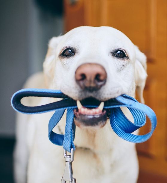A white dog is holding a blue leash in its mouth