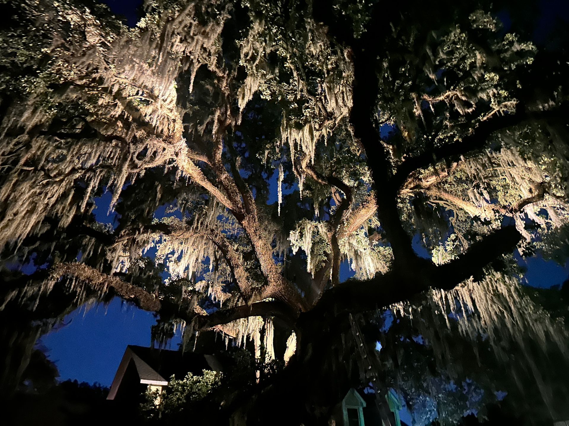 Tree with custom landscape lighting in Mount Pleasant, SC by Ashley River Wired
