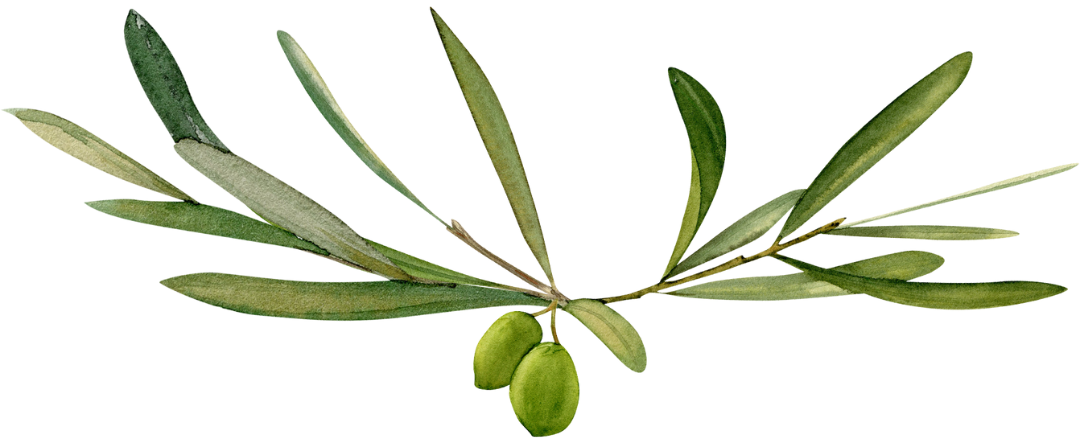 Rameau d'olivier avec fruits