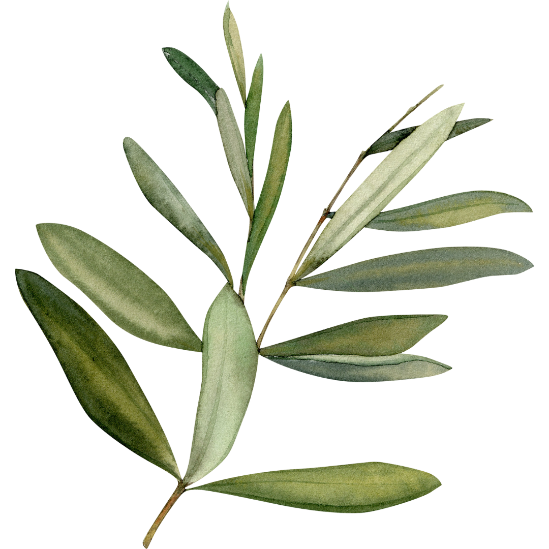 Rameau d'olivier