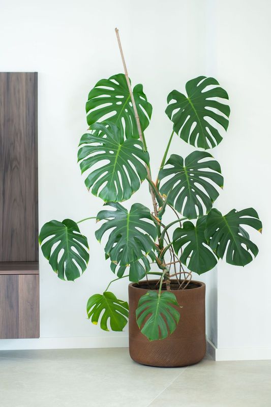 Susret online - virtualna kava