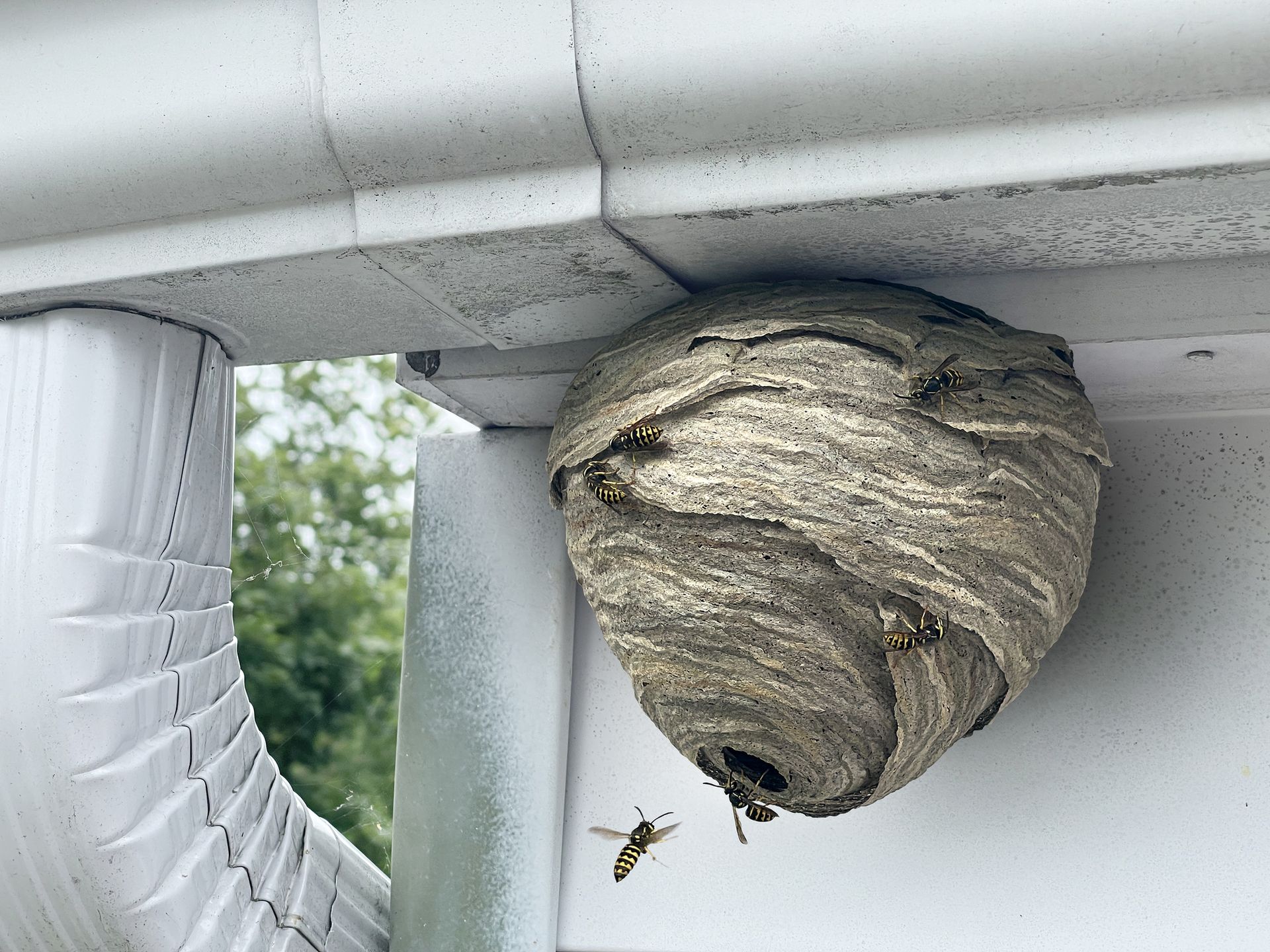 A wasp nest is hanging from the side of a house.