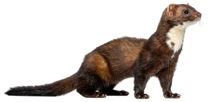 A dark brown European mink with white chest fur stands on a white background.