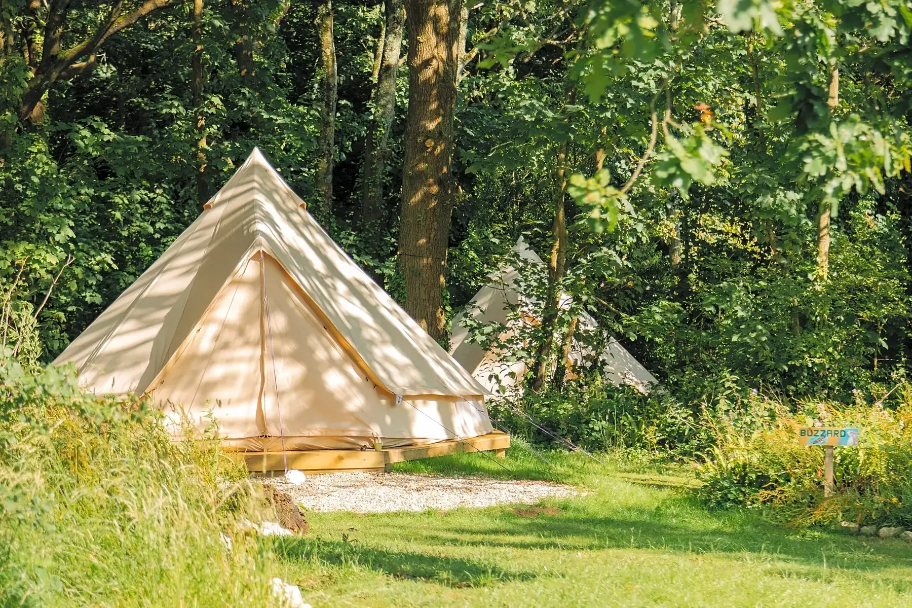 Two beige bell tents in a lush green forest clearing, bathed in sunlight.